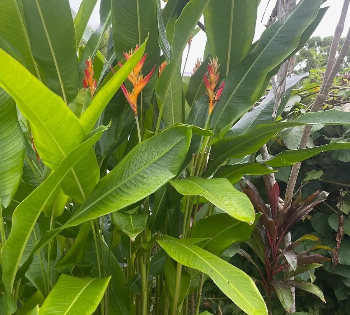 Seaside House And Aloha Bungalow Pahoa